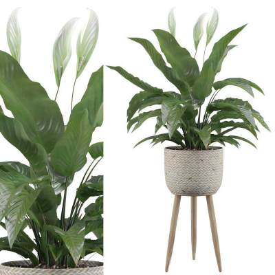 现代植物盆栽-11D1